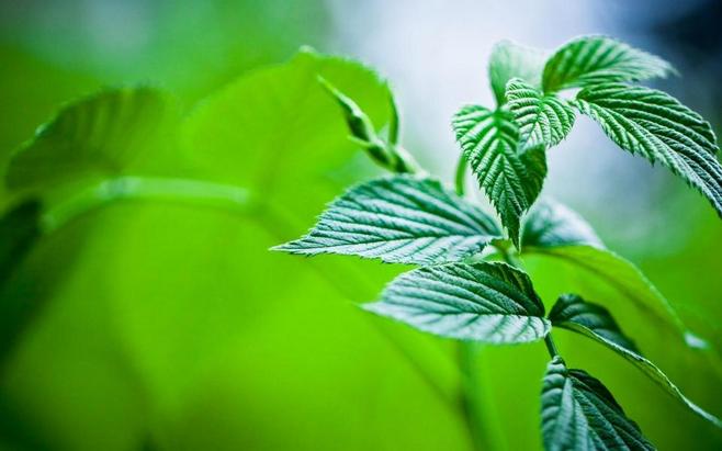 詩曼芬植物內衣 大自然的極致呵護